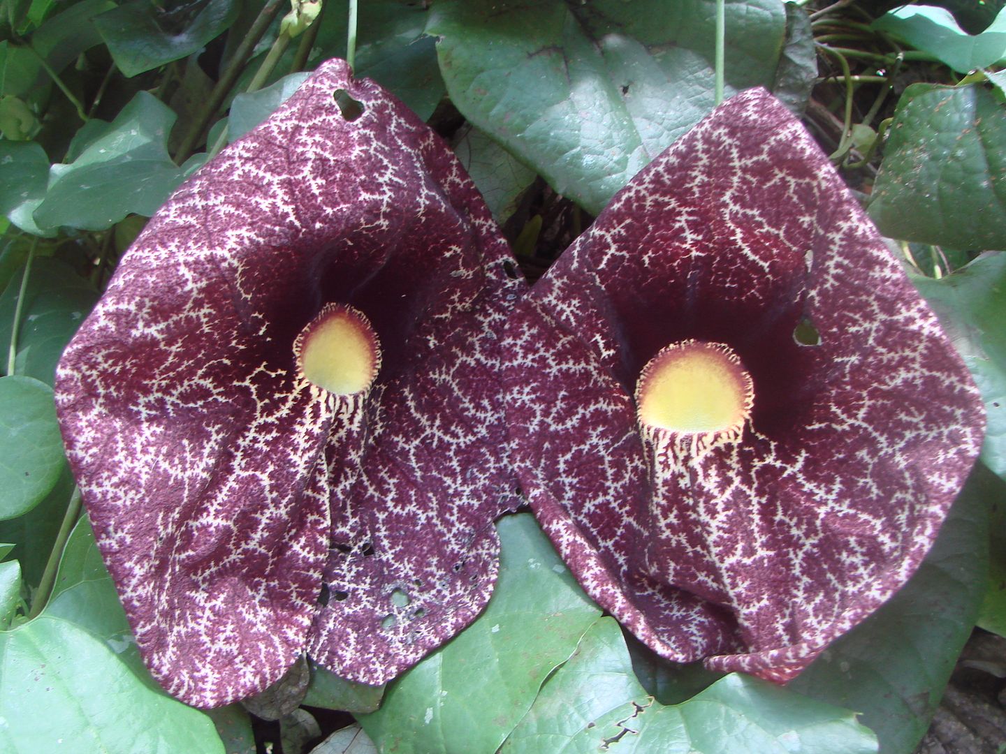 Giant Dutchman's Pipe
Aristolochia gigantea.