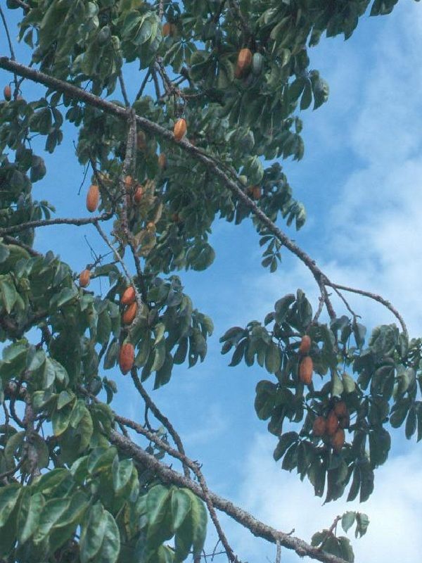 Jacaratia digitata