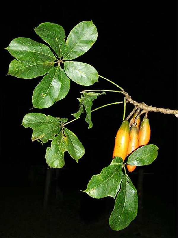 Jacaratia digitata