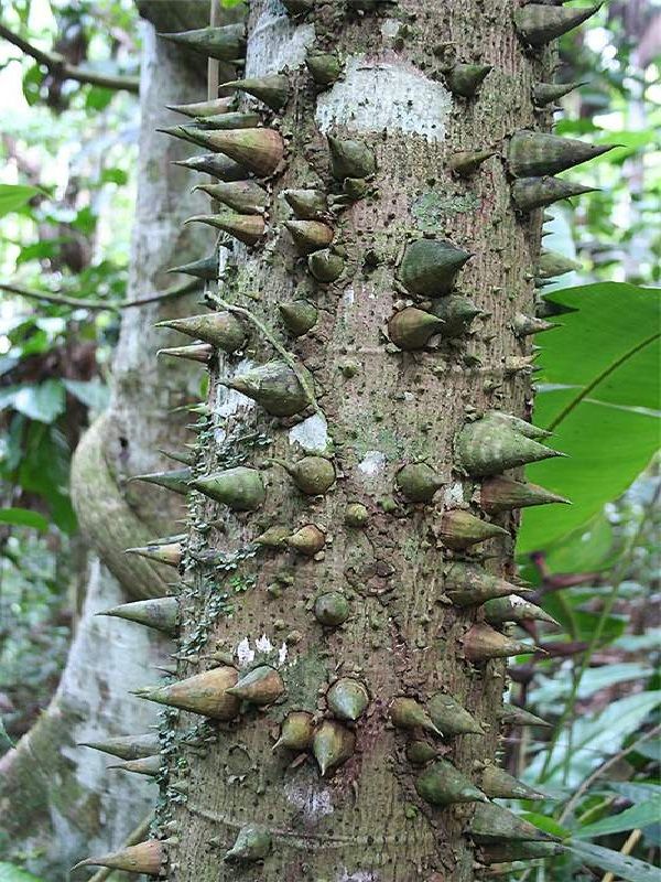 Jacaratia digitata