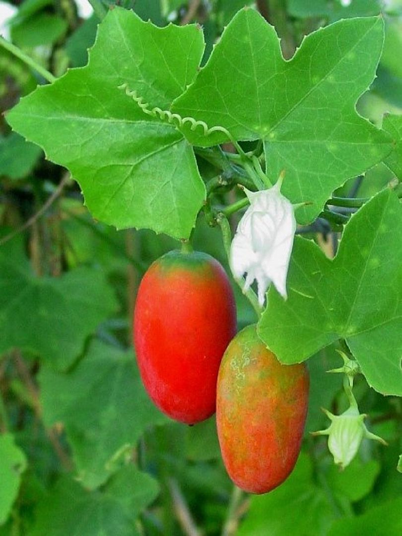 Ivy Gourd (Coccinia grandis)
