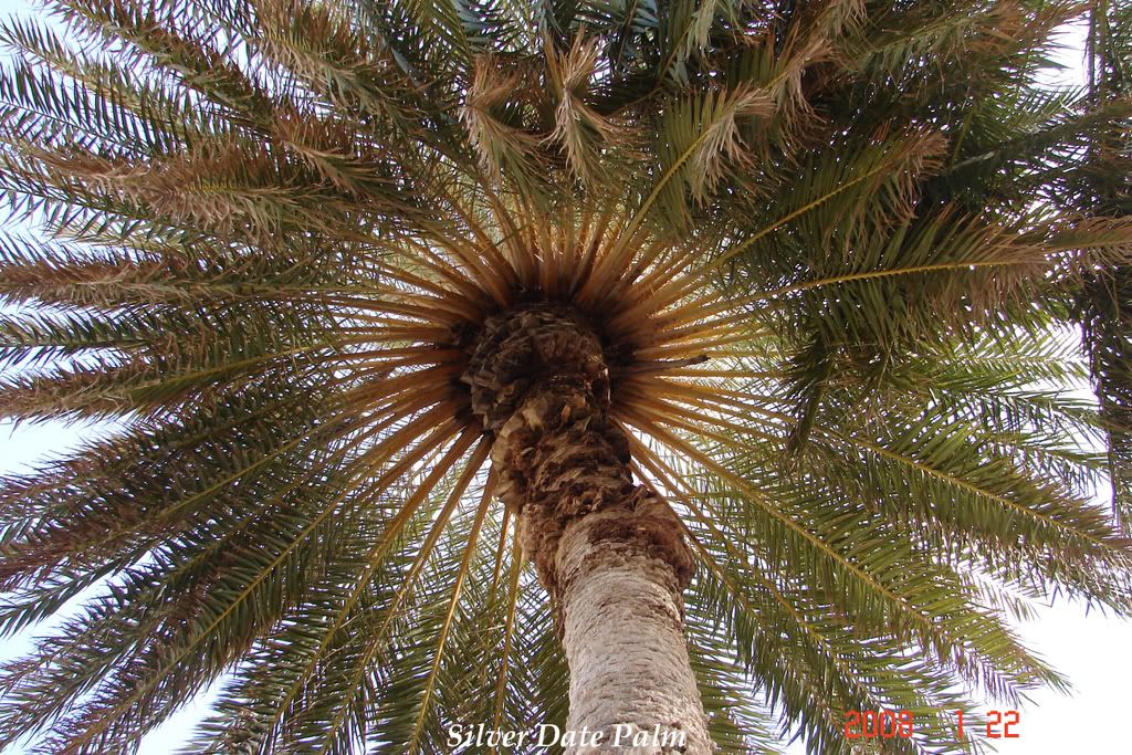 Phoenix sylvestris
 Silver Date Palm is a popular palm in Hawaii and the tropics.