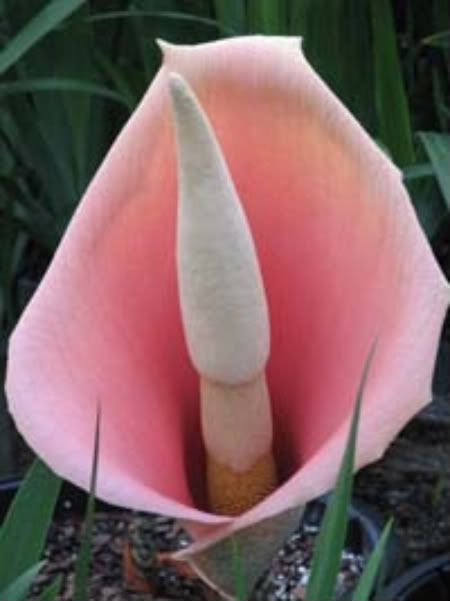 Amorphophallus bulbifer