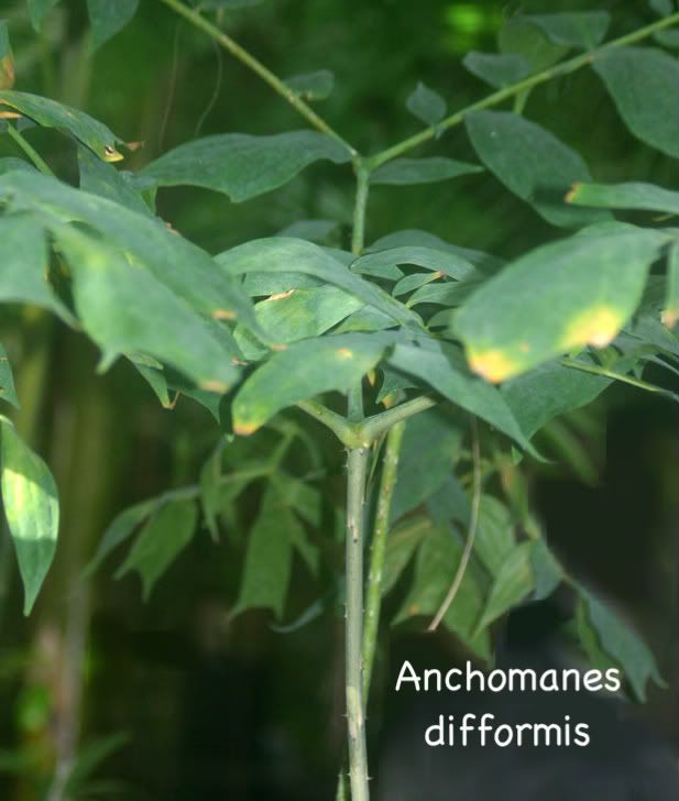 Anchomanes difformis Seedling