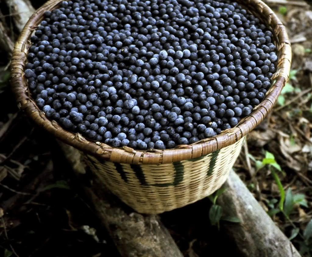 Açaí Palm Berries