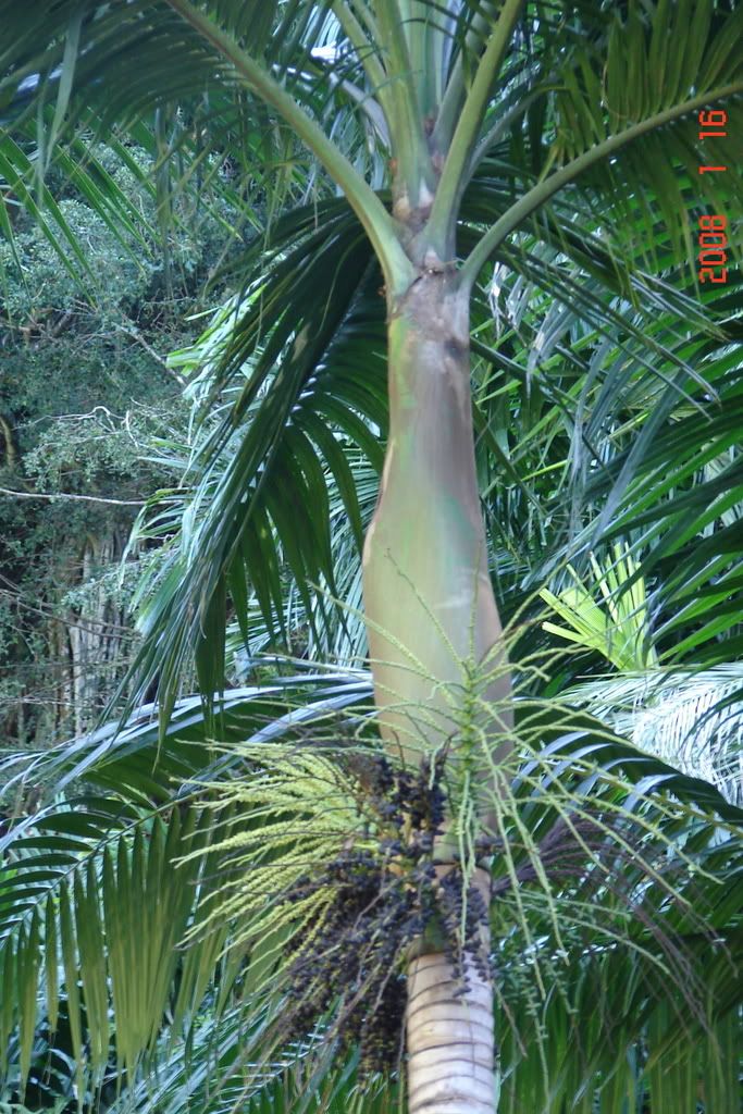 This handsome feather palm tree with prominent crownshaft and swollen base to the trunk, is often grown in tropical areas for its ornamental presence.