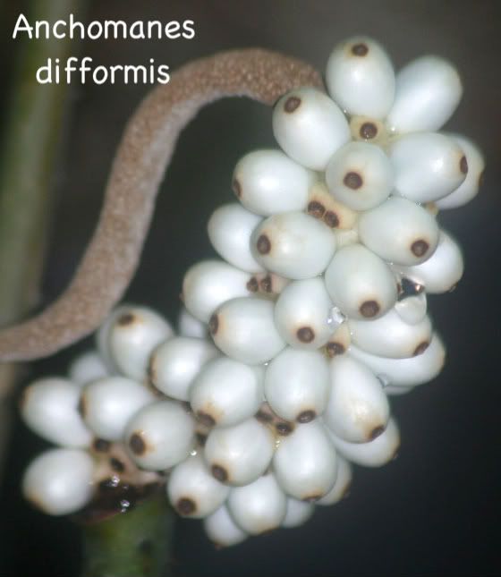 Anchomanes difformis