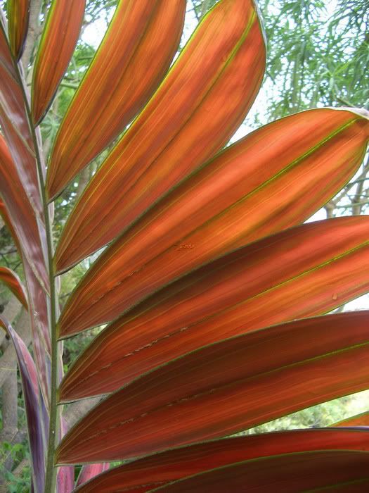 Polynesian Produce Stand