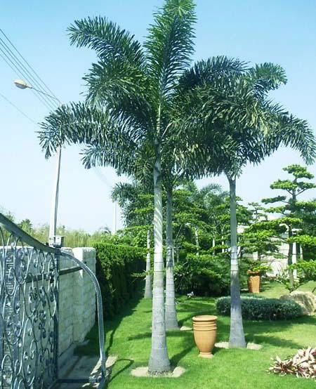 Foxtail Palm is an exotic and newly popular Australian palm species.