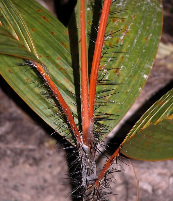 Verschaffeltia splendida