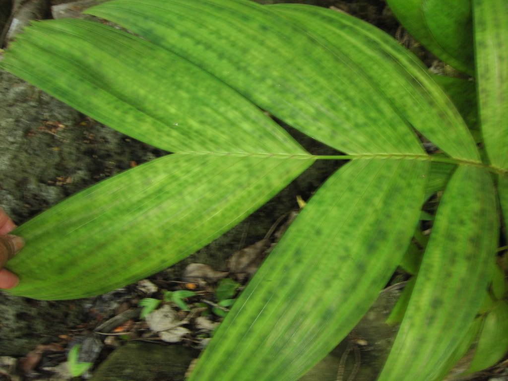 Pinanga Kuhlii Mottled Leaf
 picture by 7_Heads