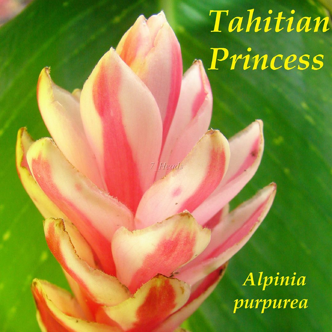 You are bidding on one live strong Tahitian Princess Ginger starter