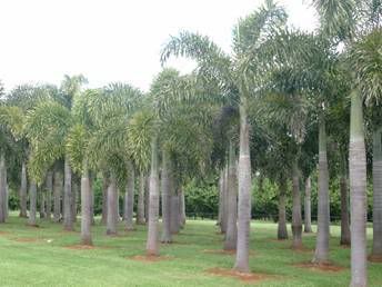 Foxtail Palm