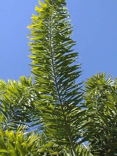 Foxtail leaf pinnately compound, reduplicate, arching; several hundred fishtail leaflets attached in several ranks.