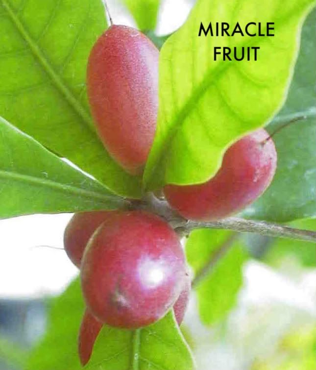 MIRACLE FRUIT