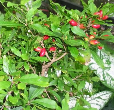 Synsepalum dulcificum, the miracle fruit that turns sour into sweet! MIRACLE FRUIT