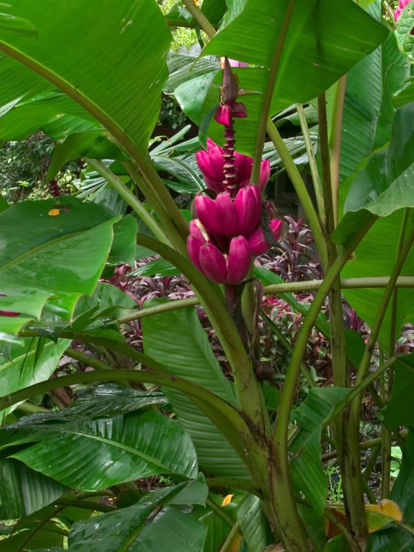 Musa velutina