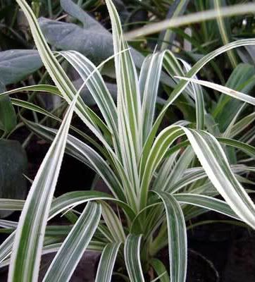 Pandanus veitchii
picture by 7_Heads