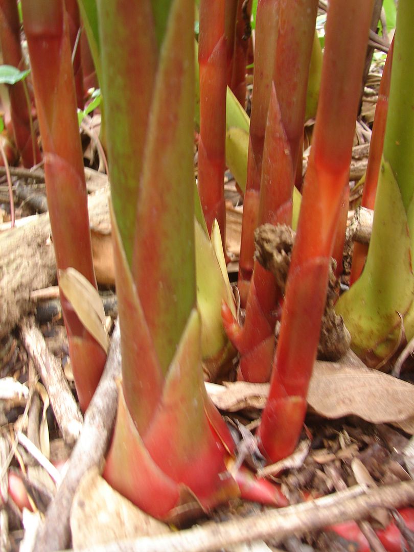 Black Tulip Torch Ginger