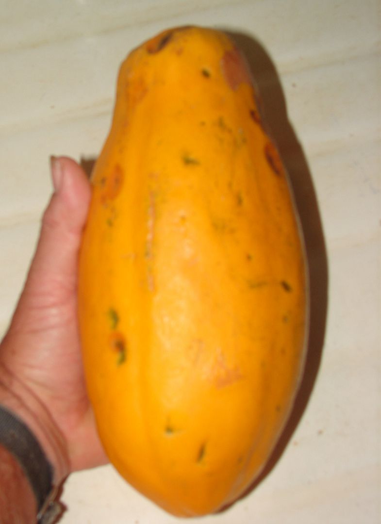 Sekaki Papaya