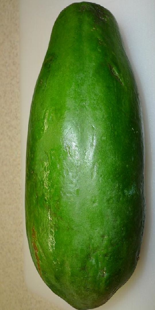 KHAK DAM THAI Dwarf PAPAYA Short Tree HUGE TORPEDO FRUIT imported 15