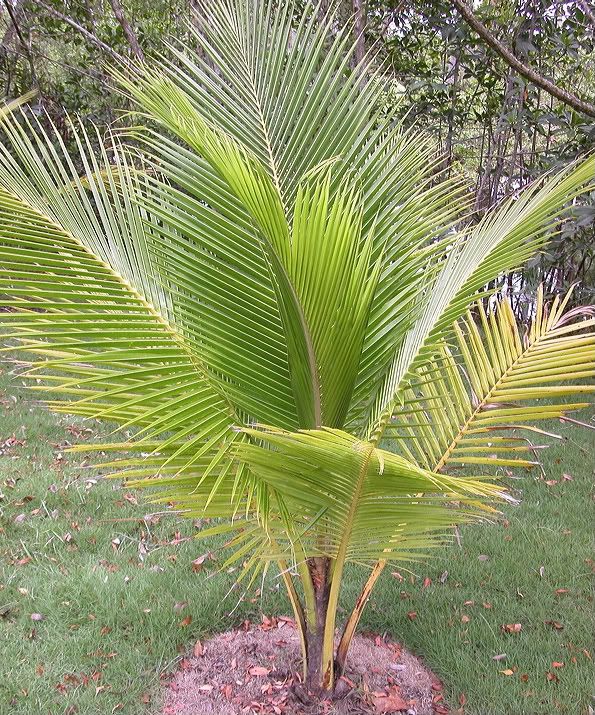 Samoan Dwarf (Niu Leka) Coconut picture by 7_Heads