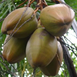 Cocos nucifera Coconut Palm seed.