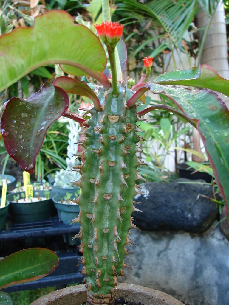 Euphorbia viguieri ankarafantsiensis