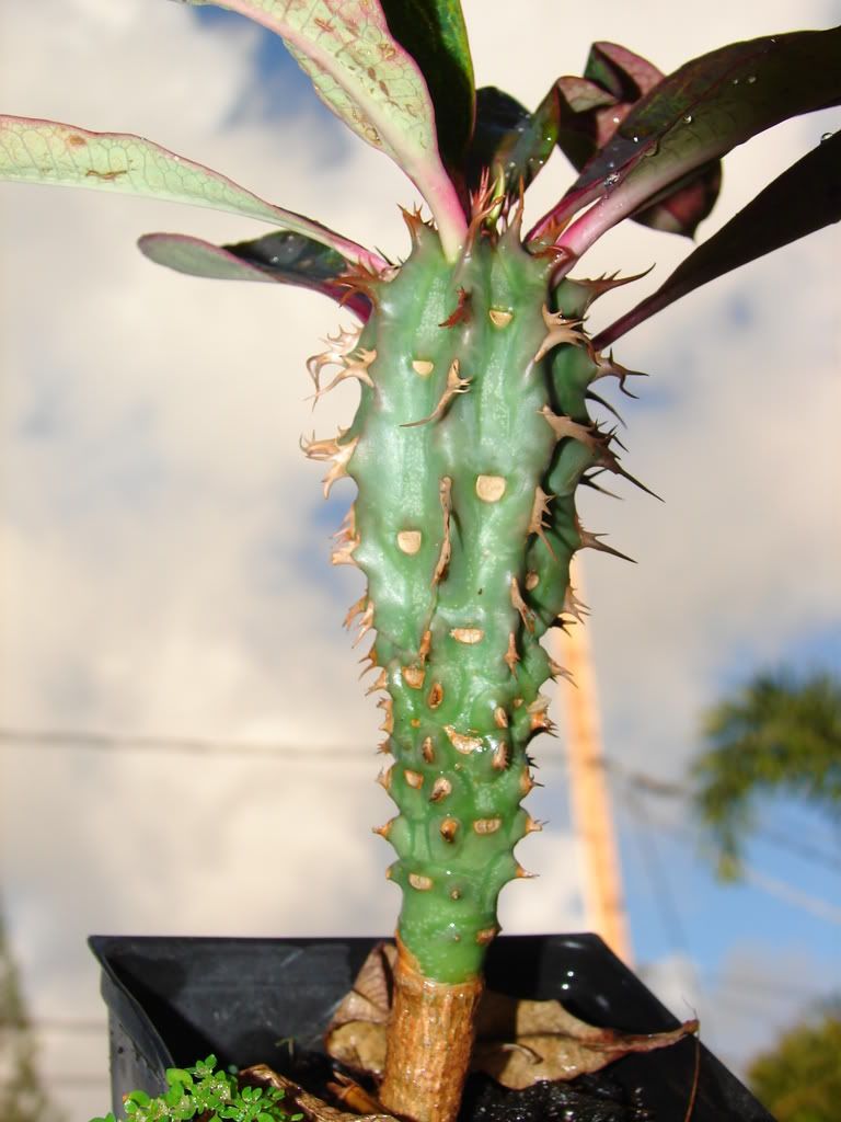 Euphorbia viguieri ankarafantsiensis plant for sale
 picture by 7_Heads