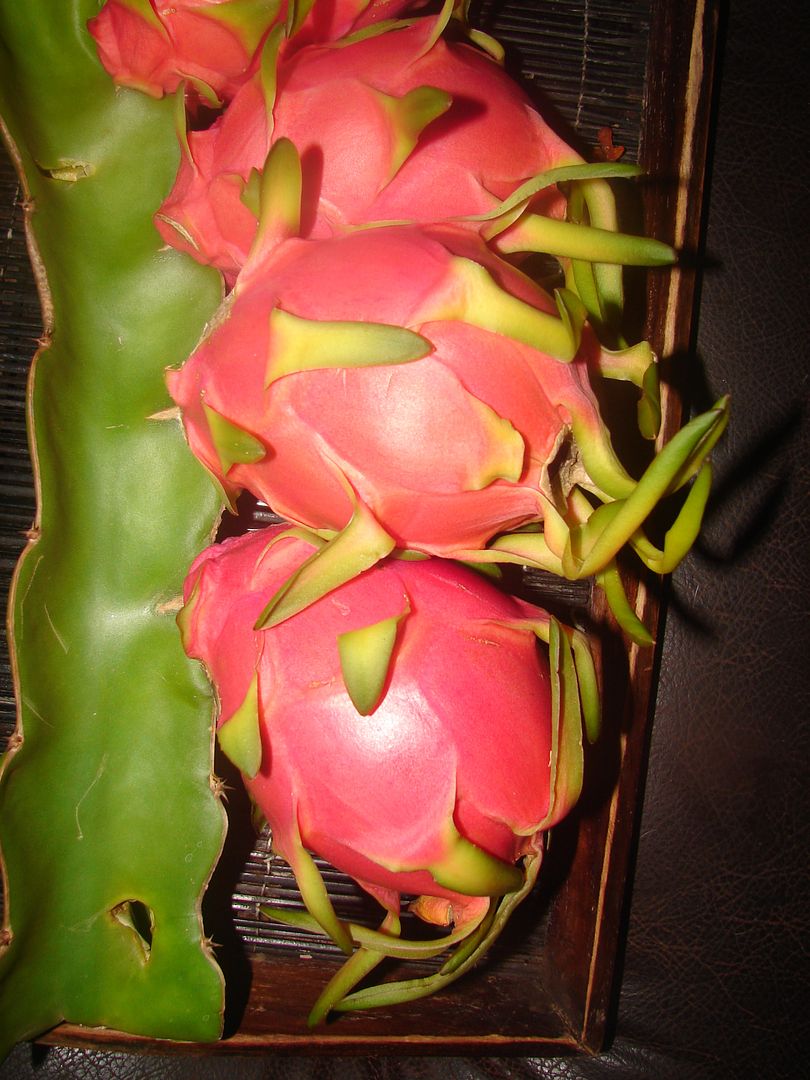 Dragon Fruit Tree
 The Dragon Fruit is an epiphytic vining, terrestrial cactus with fleshy stems