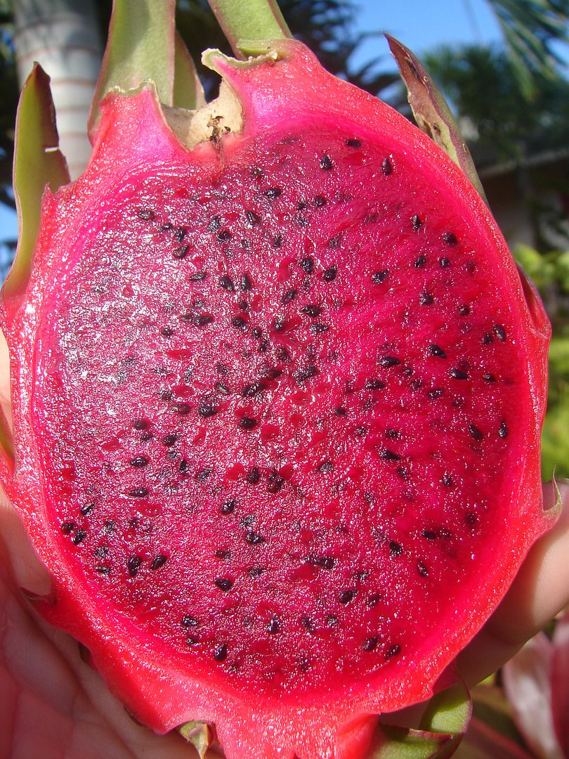 Dragon Fruit