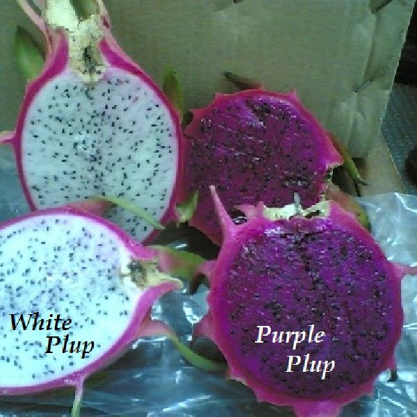 Dragon Fruit