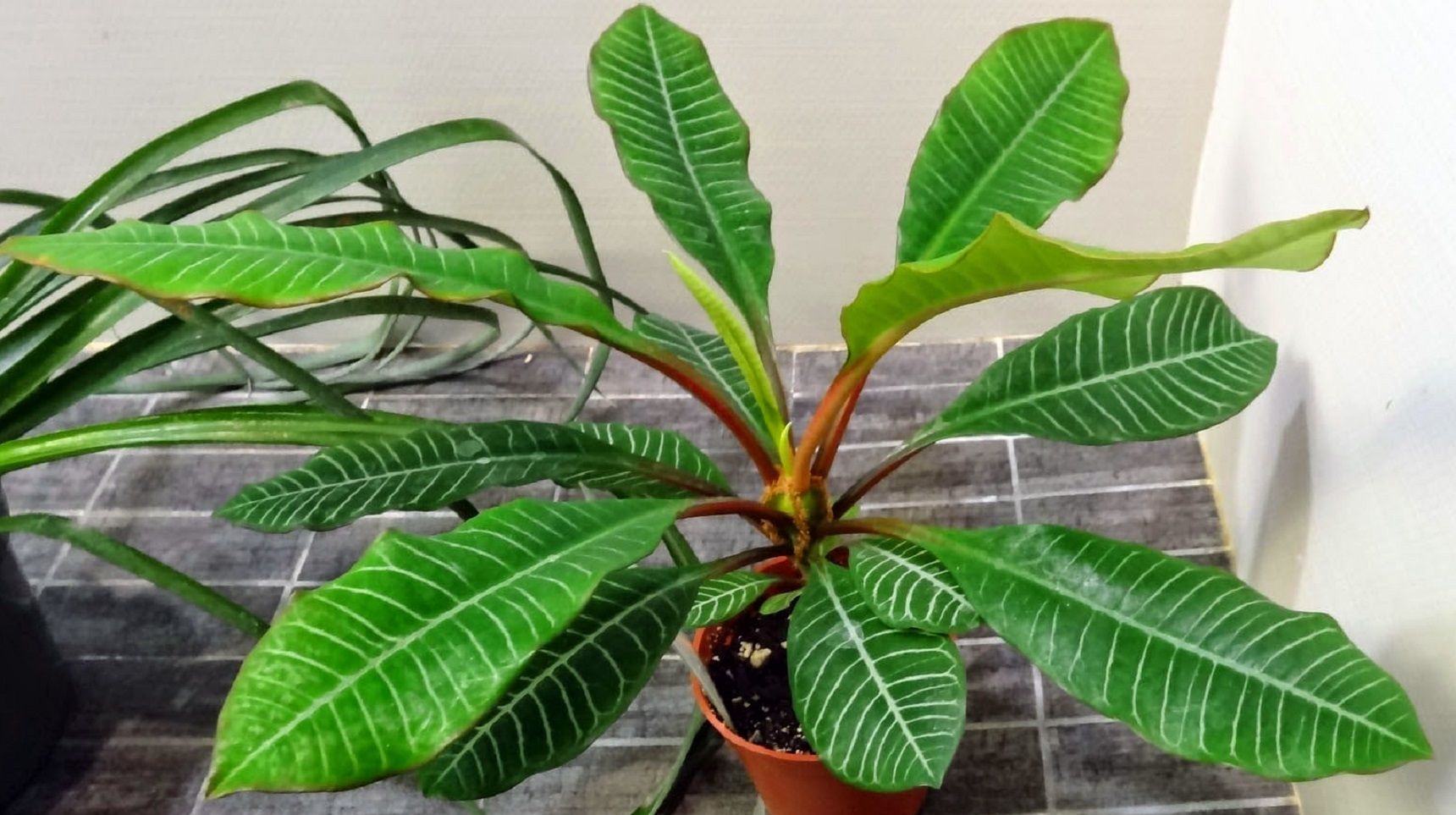 PlantFiles Pictures: Madagascar Jewel (Euphorbia 