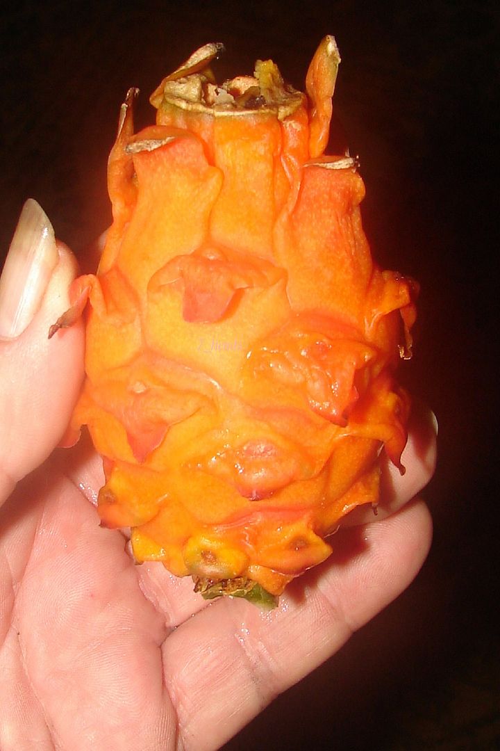 Orange Dragon Fruit