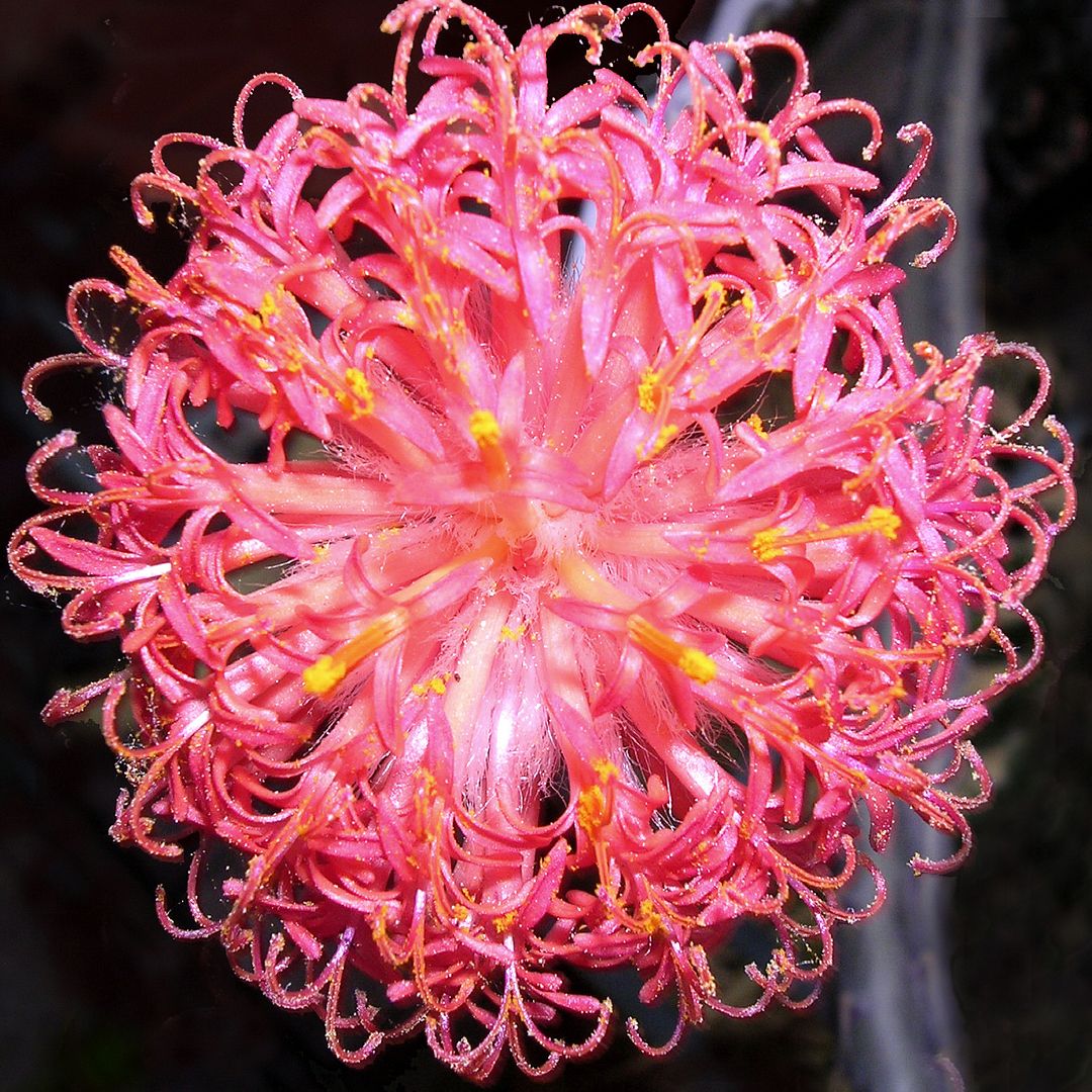 Senecio stapeliaeformis