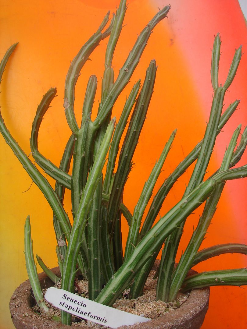 Senecio stapeliaeformis