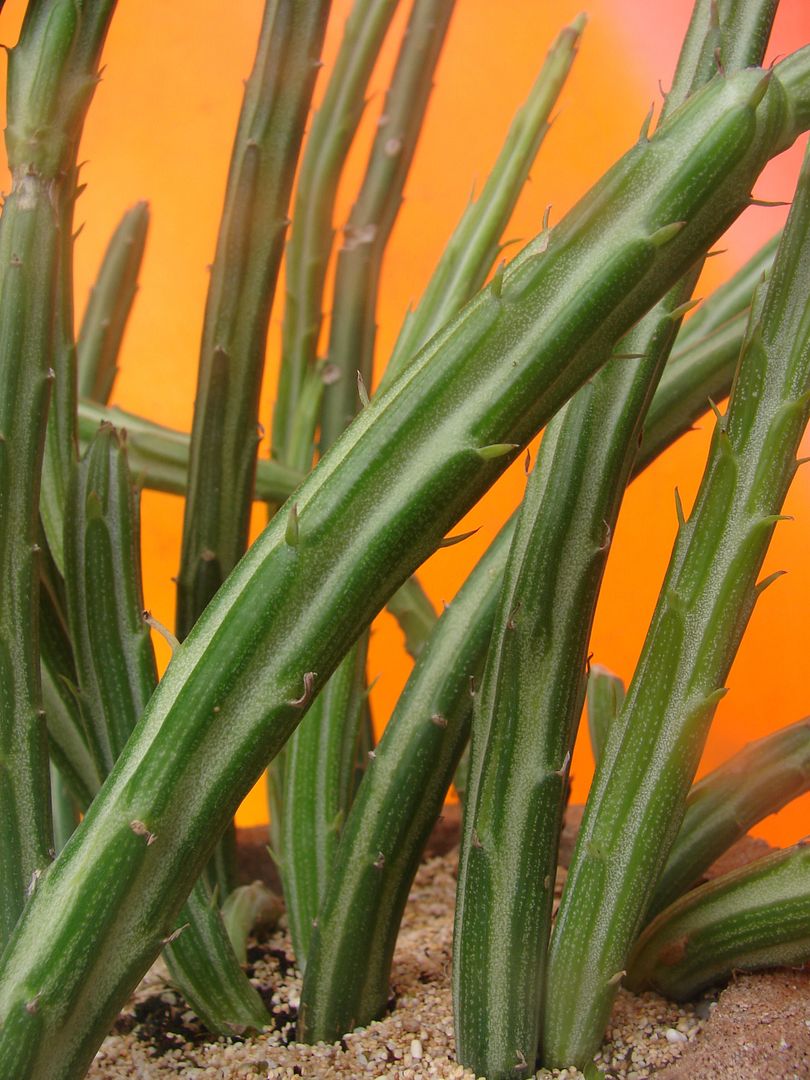 Senecio stapeliaeformis