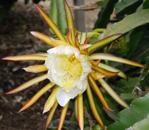 Dragon Fruit Flower
