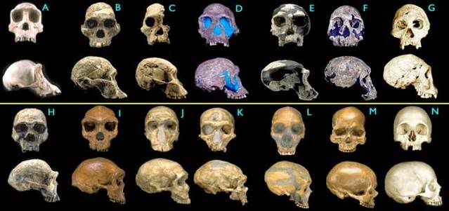 Hominid fossils Pictures, Images and Photos