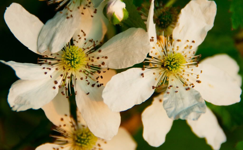 Please, someone send an new pic of the day thread! - Homesteading Questions