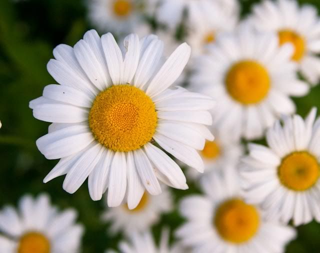 Please, someone send an new pic of the day thread! - Homesteading Questions