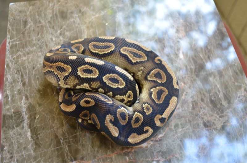 2011CinnamonFlareM.jpg