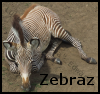 Zebraz.png
