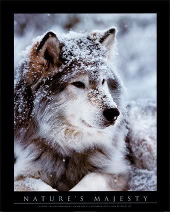 Snowy wolf Pictures, Images and Photos
