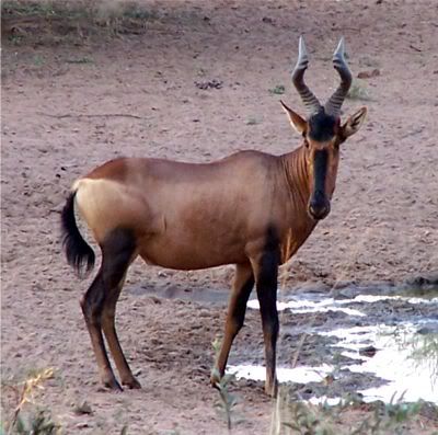 pictures of animals in africa. The only two animals in africa