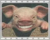 Pig On Pig