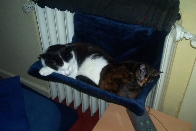 Warum zwei katzen besser sind als eine! katzen forum