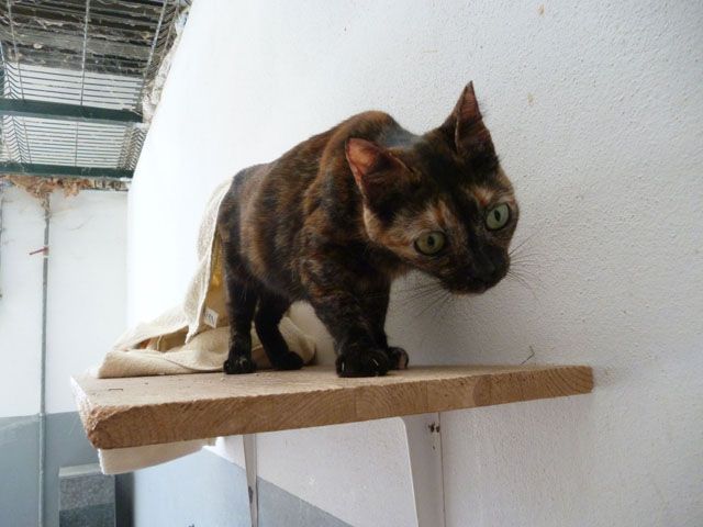 chufa5.jpg