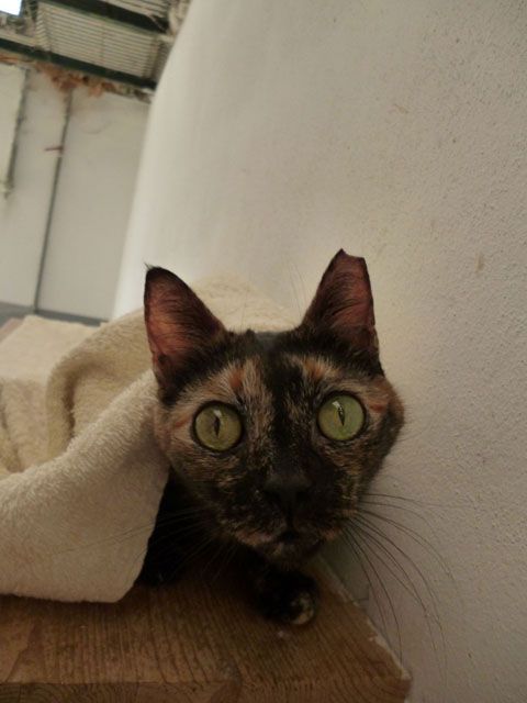 chufa6.jpg