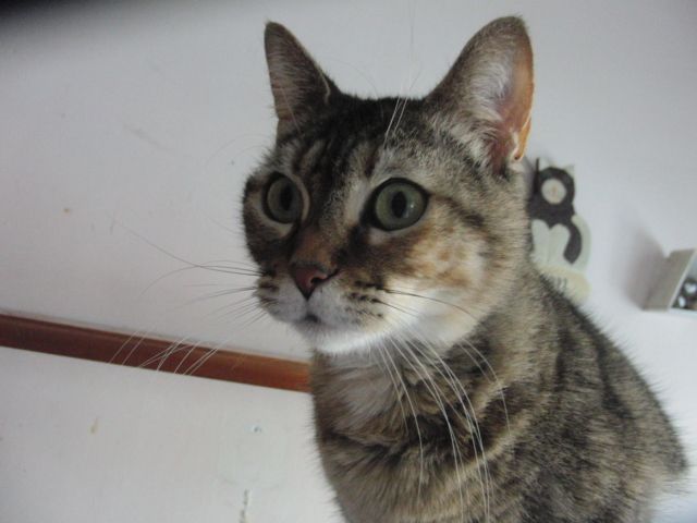 juno2.jpg